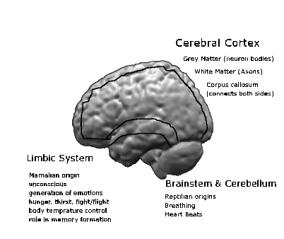 Parst of the brain