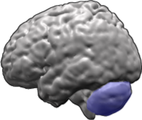 picture of a brain